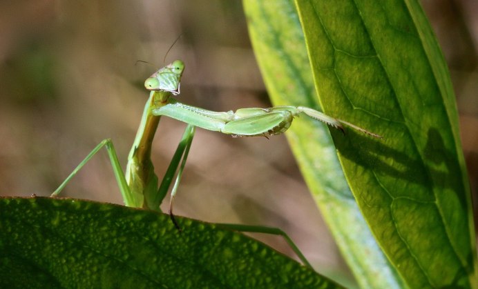 Богомол Мантис(бабочка)