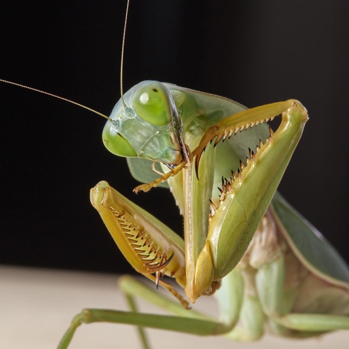 Pseudocreobotra ocellata