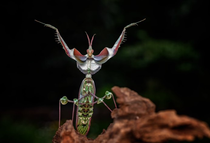 Богомол желто черный