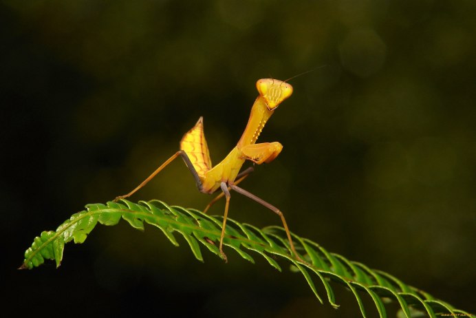 Ischnomantis Gigas богомол