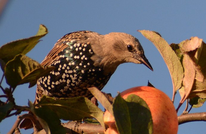 Балтийский скворец фото