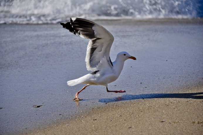 Чайка Буревестник Альбатрос
