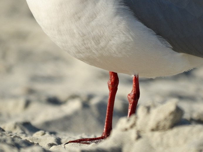 Чайка птица лапы