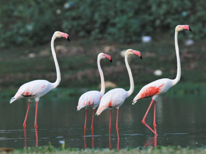 Phoenicopterus Chilensis