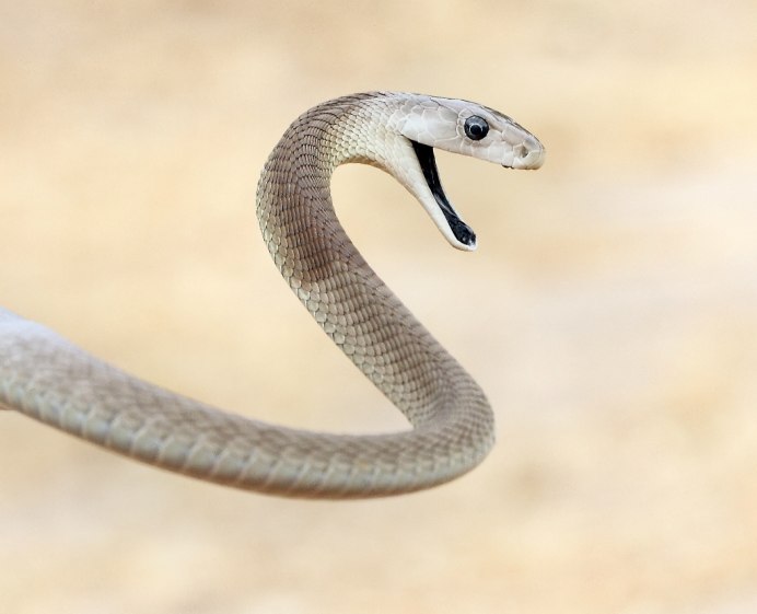 Lampropeltis getula Nigrita