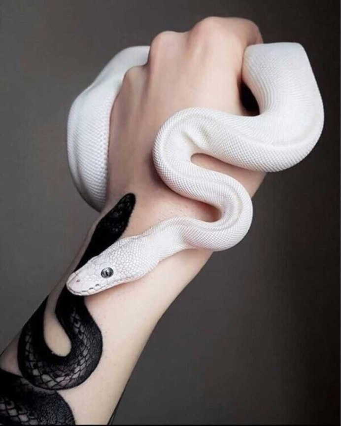 Королевская змея нигрита