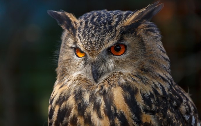 Bubo africanus