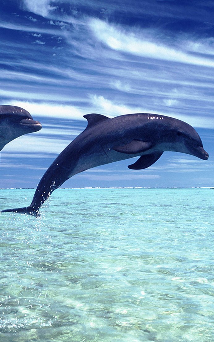 Dolphin Foundation