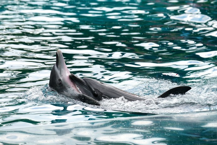 Tursiops truncatus перевод