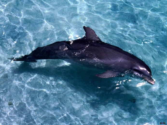 Dolphin adopts