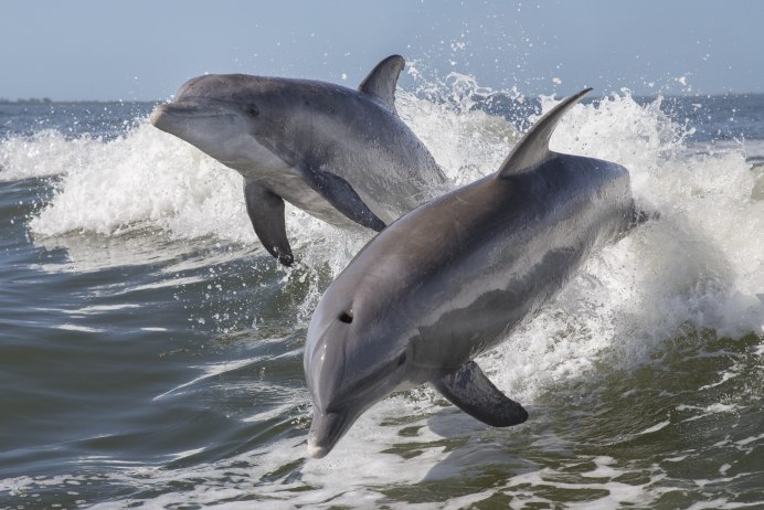 Funny Dolphin