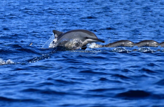 Bottlenose Dolphin перевод
