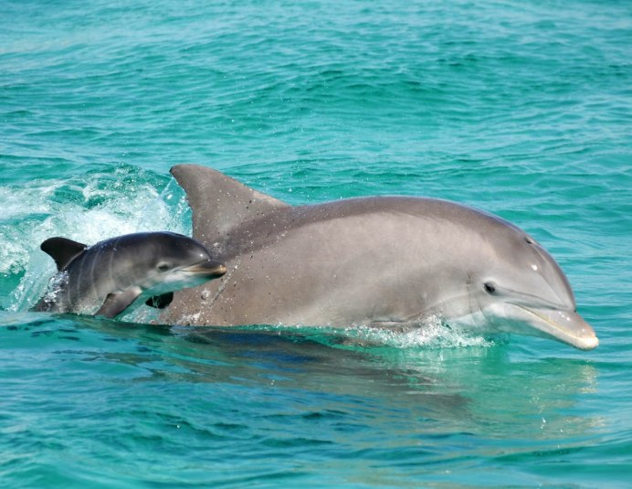 Swimming Dolphin the Sea in is the перевод