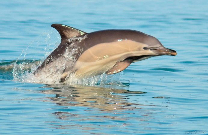 Dolphin in Water