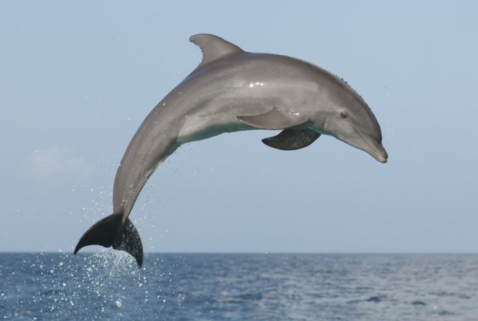 Common bottlenose Dolphin