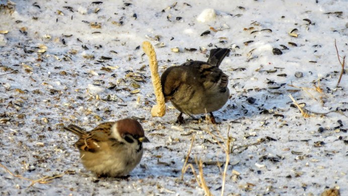 Забавные воробьи