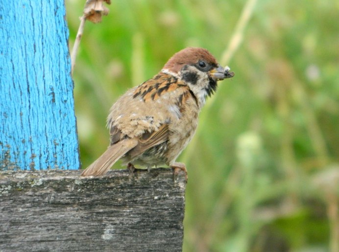 Кормить птиц в новой Зеландии штраф