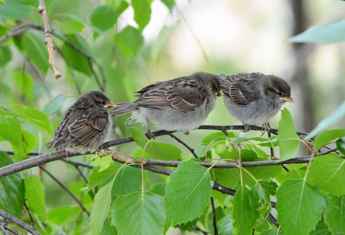 Голубь Воробей птица