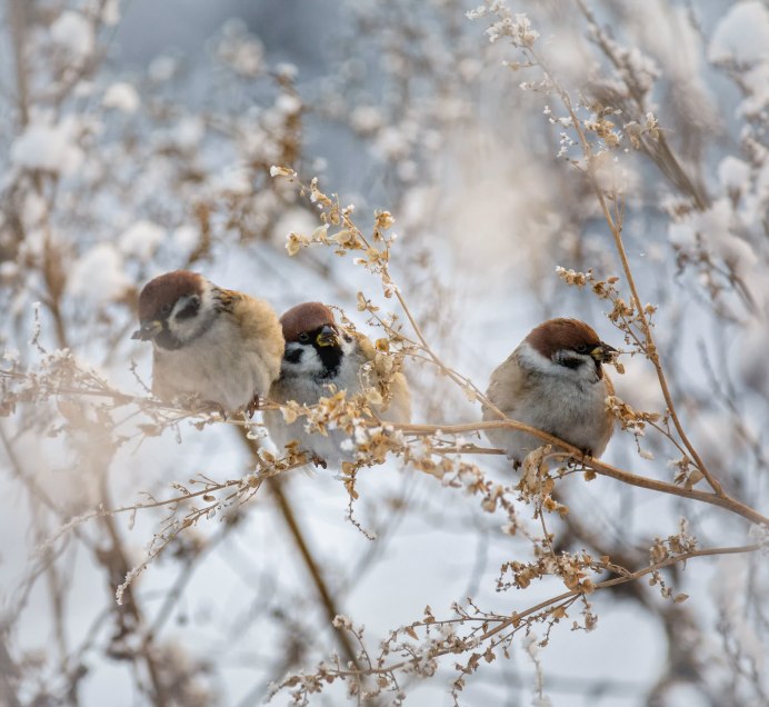Маленькая певчая птичка домашняя