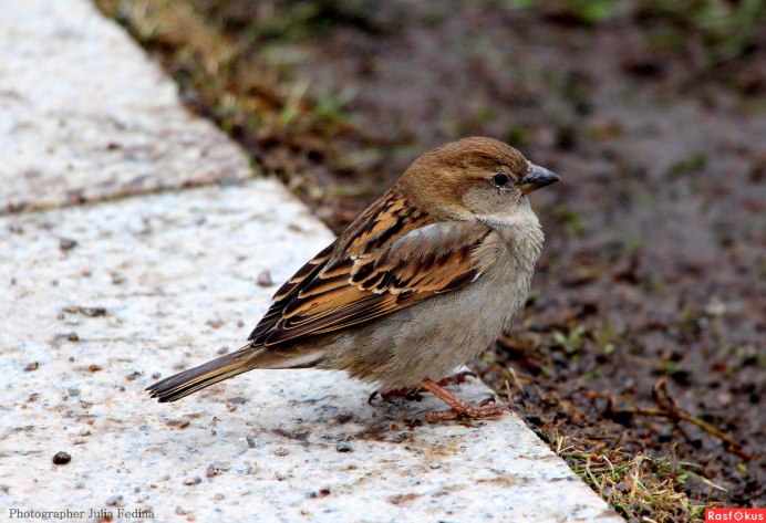 Воробьи в саду