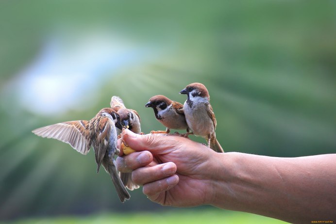 Птенцы воробья в гнезде