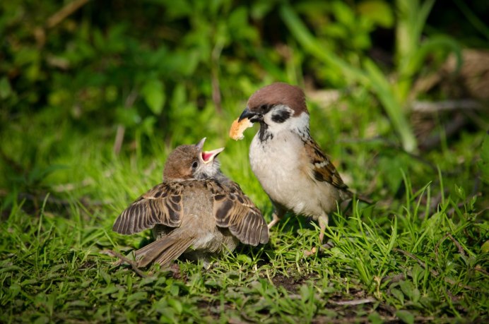 Птенец желторотик