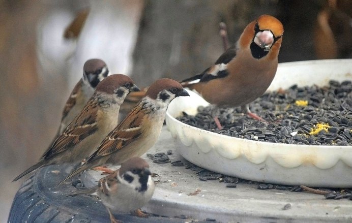 Домовый Воробей птенец