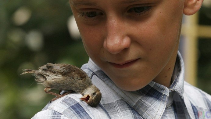 Птенцы Воробьев новорожденных
