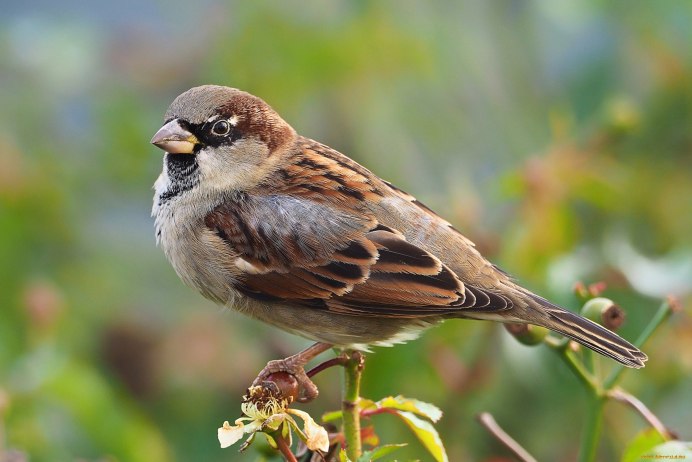 Fringilla COELEBS птенец