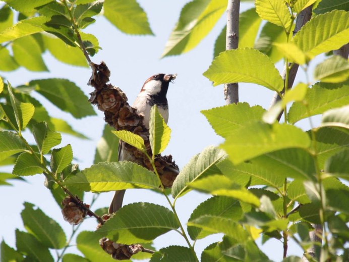 Птичка с красной головкой похожая на воробья