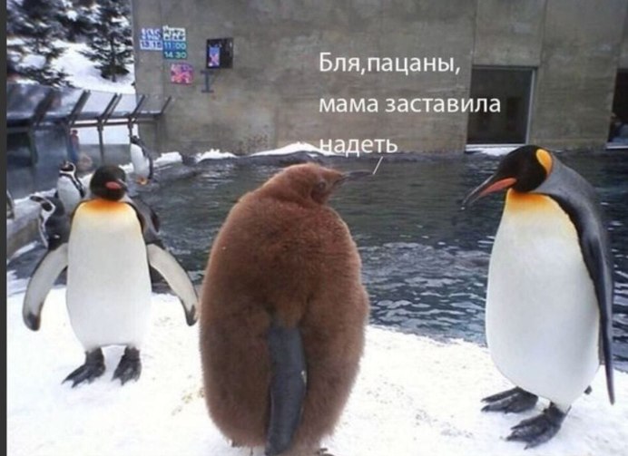 Хохлатый Пингвин Пингвинята