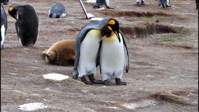 Пингвин Noot Noot