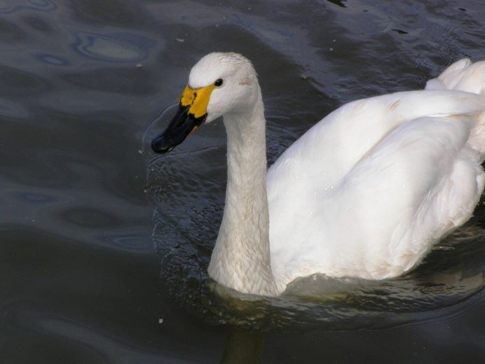 Лебедь американский (Cygnus columbianus)