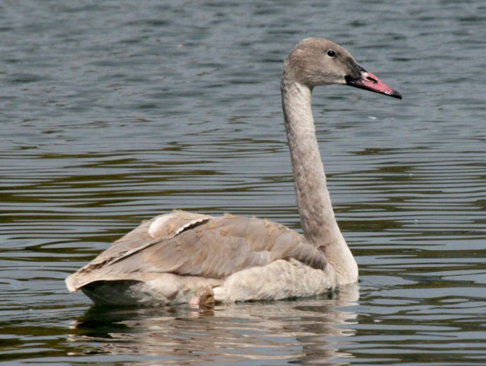 Cygnus columbianus