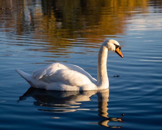 Лебедь американский (Cygnus columbianus)