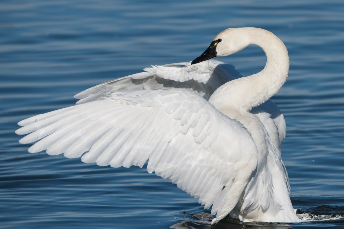 Cygnus columbianus