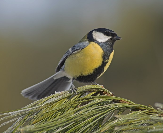 Синичка птичка невеличка