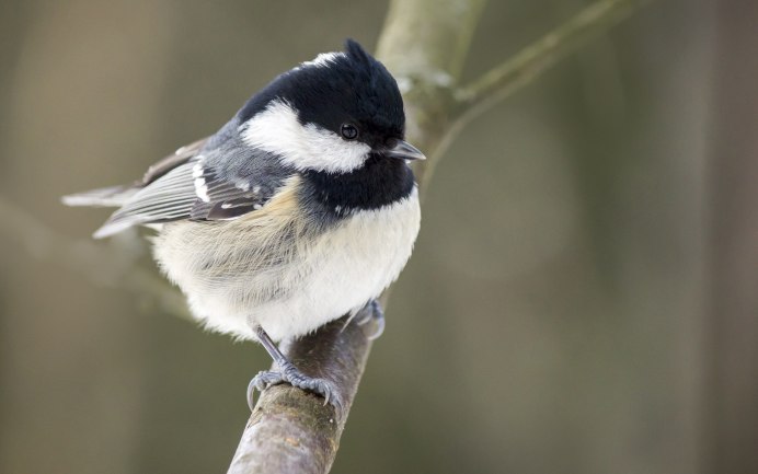 Клюв большой синицы