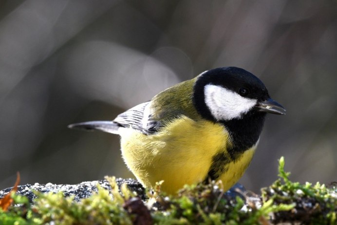 Птицы России синичка