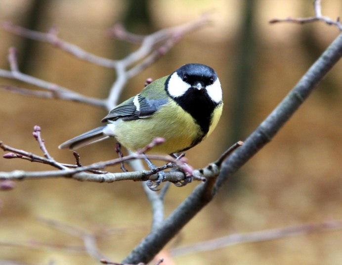 Синицы Карелии