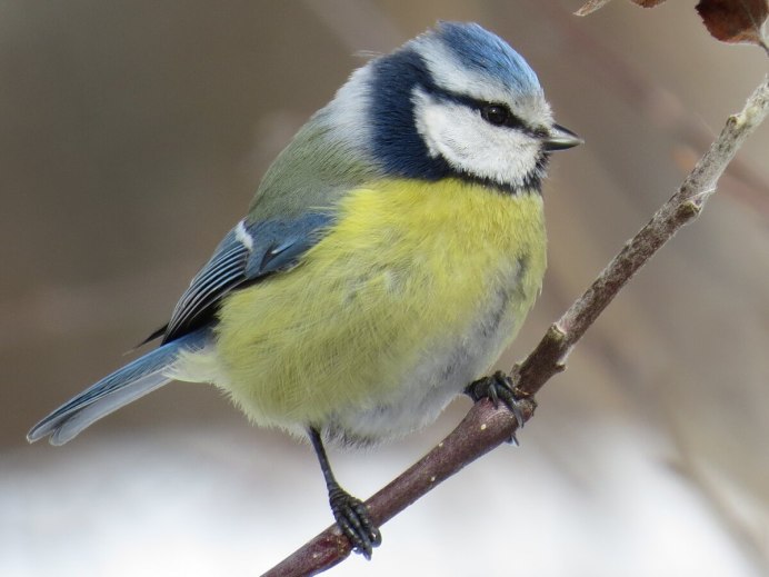 Обыкновенная лазоревка