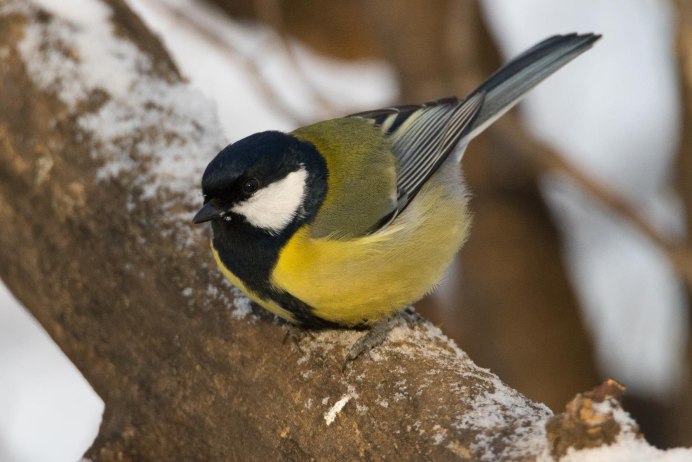 Синичка крупным планом