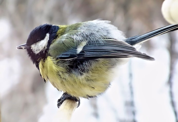 Синица птица