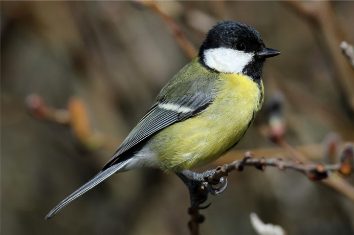 Большая синица и синица лазоревка