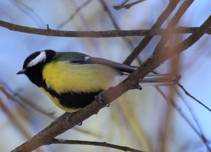 Лазоревка нахохлилась