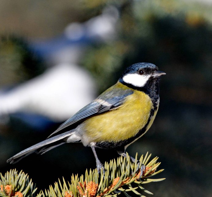 Синица лазоревка