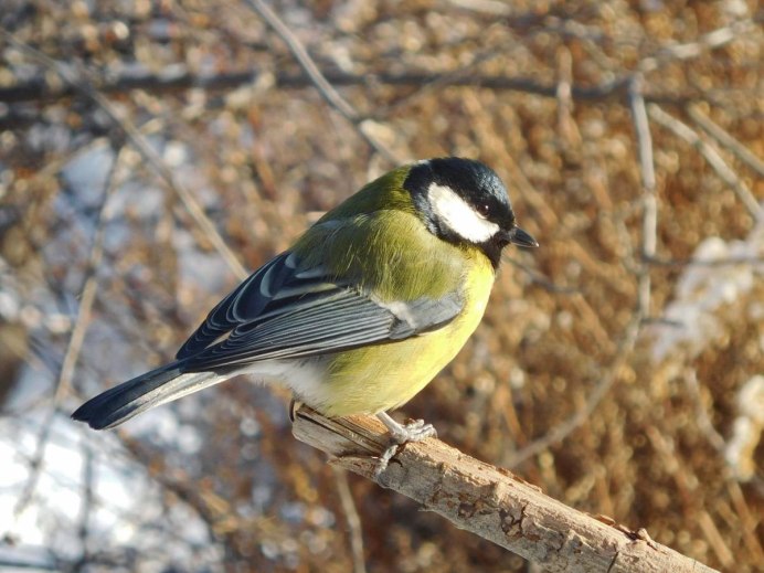 Синичка обыкновенная
