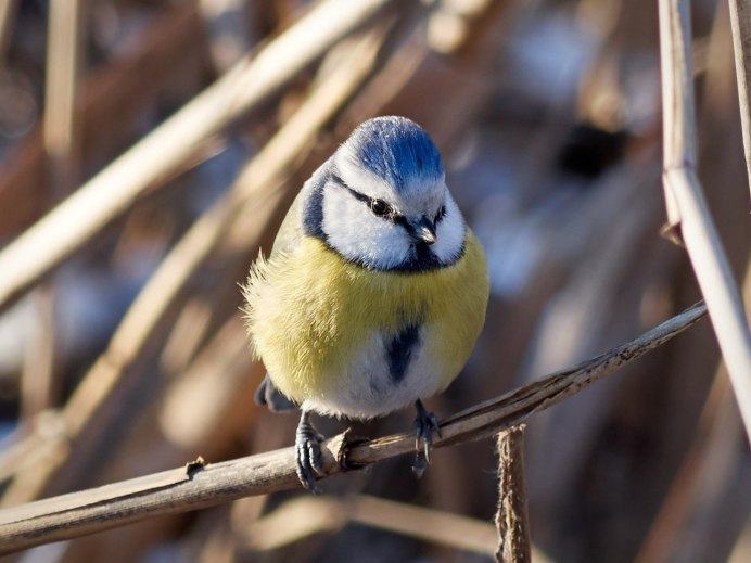 Синеголовая синица лазоревка