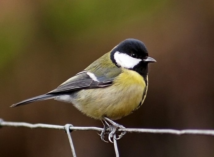 Синица Parus Major
