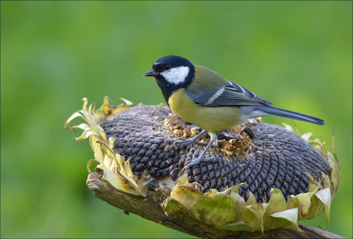 Отряд Воробьинообразные синица